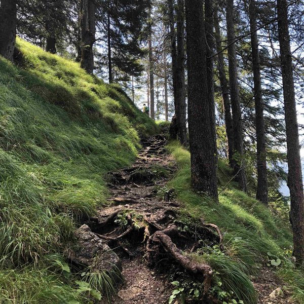 Hotel Sonnenhof Steiler Waldweg mit freiliegenden Wurzeln und grünem Gras an der Seite