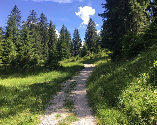 Hotel Sonnenhof Wanderweg durch grünen Nadelwald unter blauem Himmel