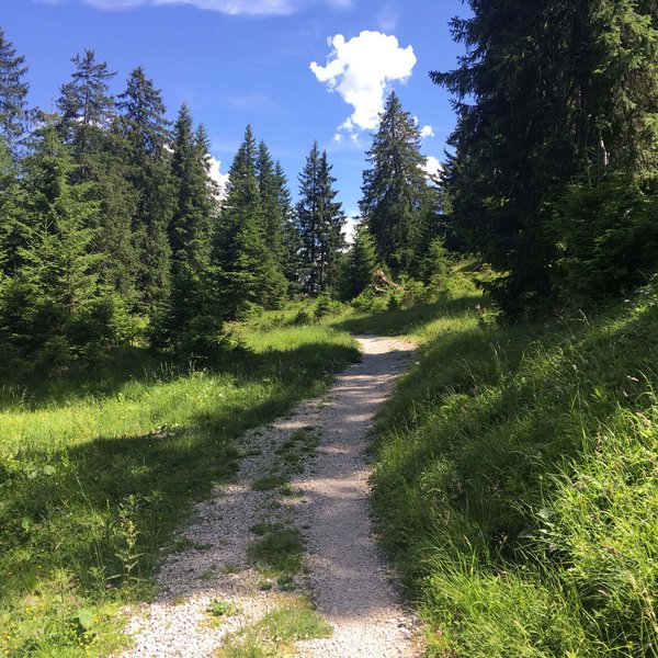 Hotel Sonnenhof Wanderweg durch grünen Nadelwald unter blauem Himmel