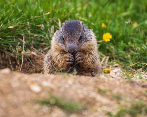 Hotel Sonnenhof Murmeltier sitzt im Gras und hält etwas mit den Pfoten