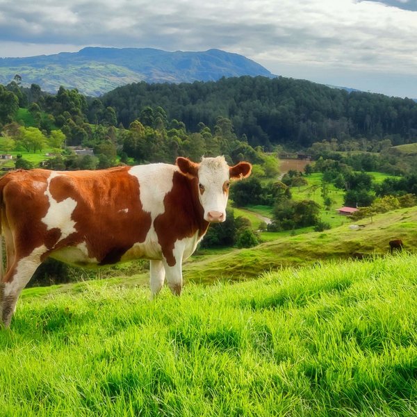 Hotel Sonnenhof Braun-weiße Kuh auf grünem Hügel mit Bergen und bewölktem Himmel im Hintergrund