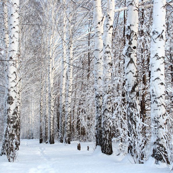 Hotel Sonnenhof Verschneiter Pfad durch Birkenwald im Winter