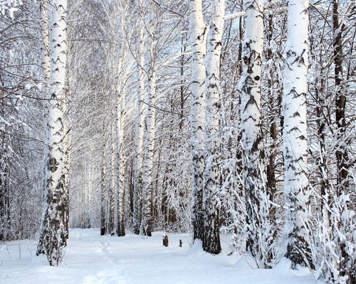 Hotel Sonnenhof Verschneiter Pfad durch Birkenwald im Winter