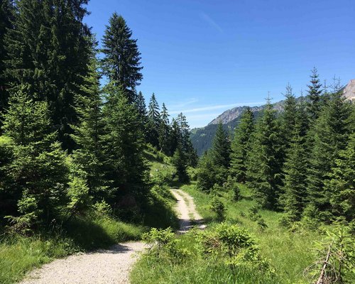 Hotel Sonnenhof Wanderweg durch einen grünen Nadelwald mit Bergen und blauem Himmel