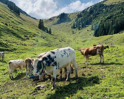 Hotel Sonnenhof Kühe auf grüner Bergwiese unter bewölktem Himmel