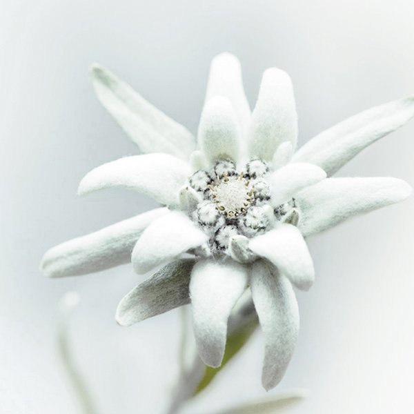 Hotel Sonnenhof Nahaufnahme einer weißen Edelweißblume mit weichen Blütenblättern