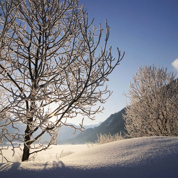 Hotel Sonnenhof Schneebedeckte Bäume im Sonnenlicht vor verschneiten Bergen
