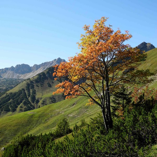 Hotel Sonnenhof Baum mit orangefarbenen Blättern auf grünem Hügel im Gebirge unter klarem blauen Himmel
