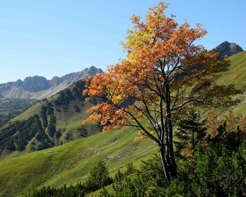 Hotel Sonnenhof Baum mit orangefarbenen Blättern auf grünem Hügel im Gebirge unter klarem blauen Himmel