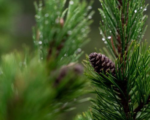 Hotel Sonnenhof Nahaufnahme einer Tannenzapfen an einem feuchten Kiefernzweig mit Tau