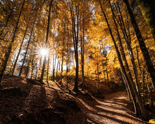 Hotel Sonnenhof Sonnenlicht strahlt durch einen herbstlichen Wald mit bunten Blättern